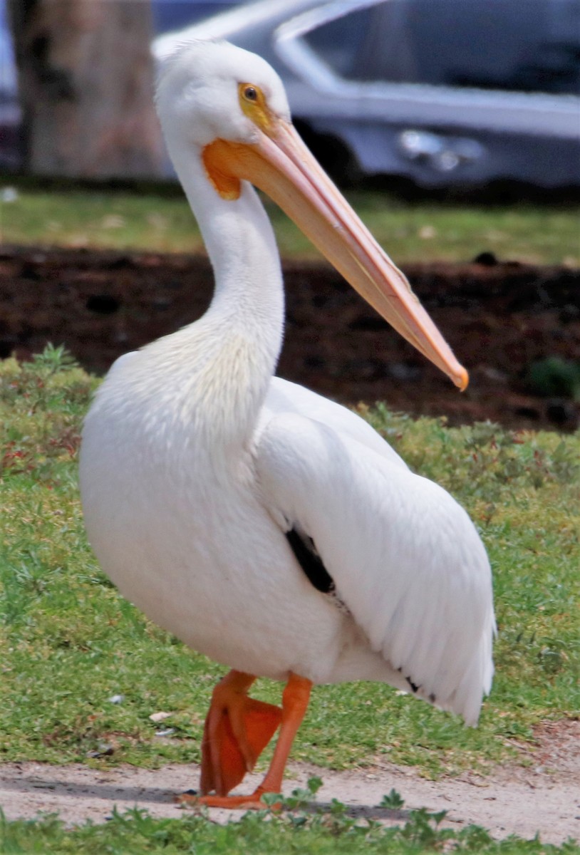 American White Pelican - Barry Spolter