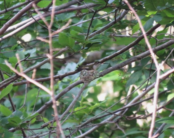 Ruby-throated Hummingbird - ML581058221