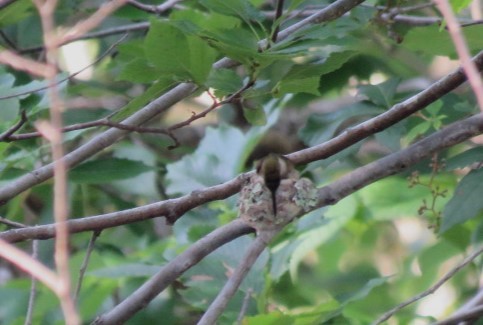 Ruby-throated Hummingbird - ML581058301