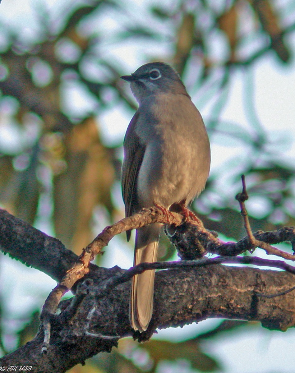 Solitario Dorsipardo - ML581058441