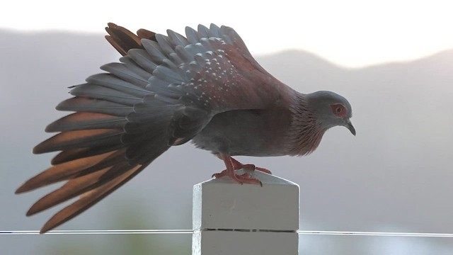 Pigeon roussard - ML581059101