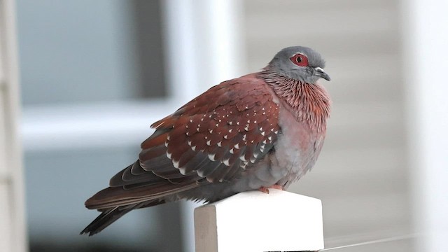 Pigeon roussard - ML581059111