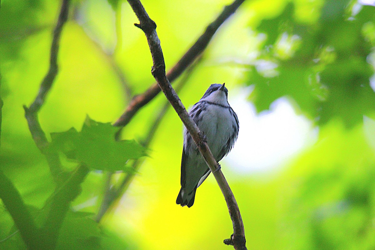 Blauwaldsänger - ML581059281