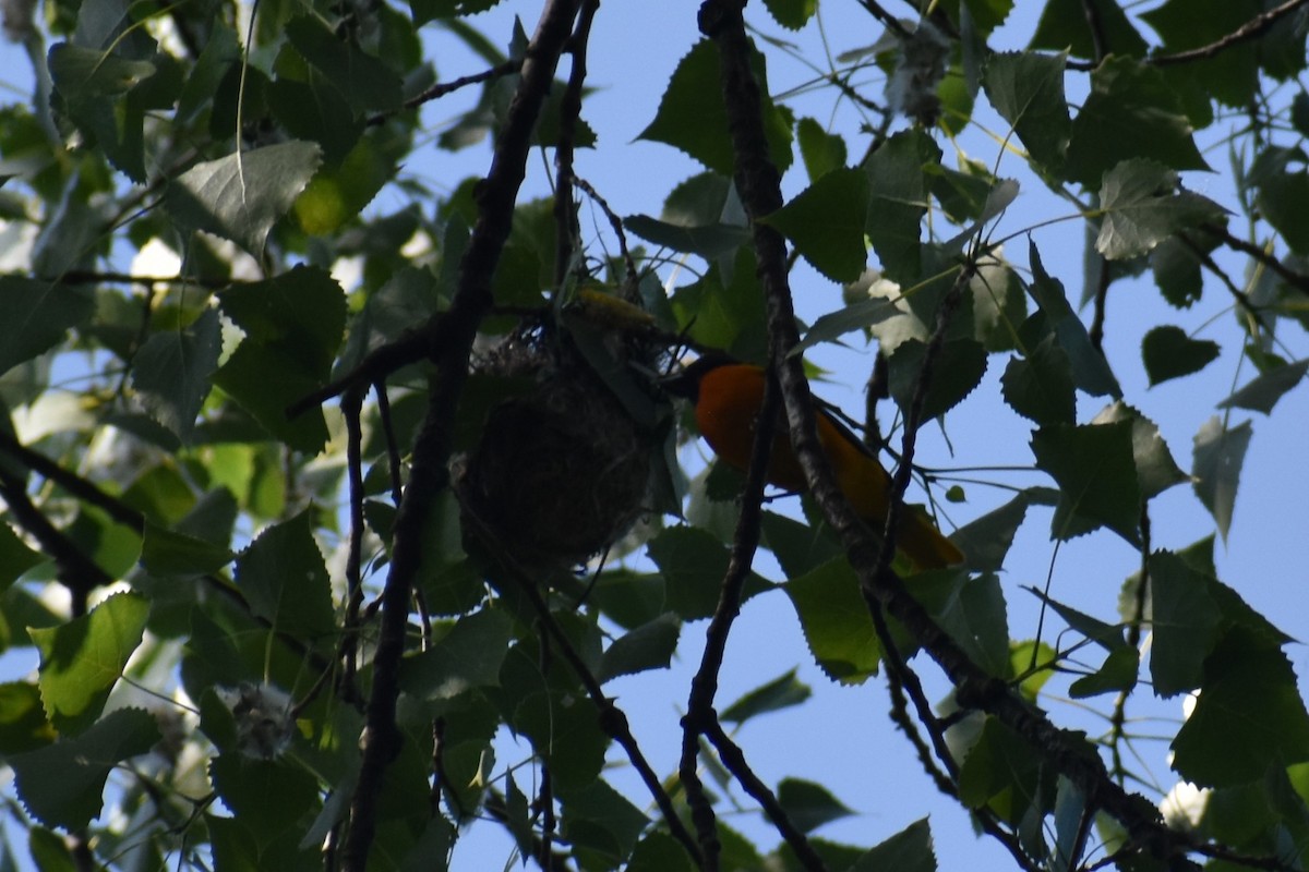 Baltimore Oriole - ML581059731