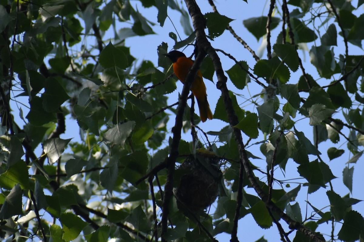 Oriole de Baltimore - ML581059751