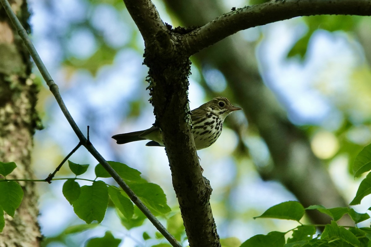 Ovenbird - ML581060081