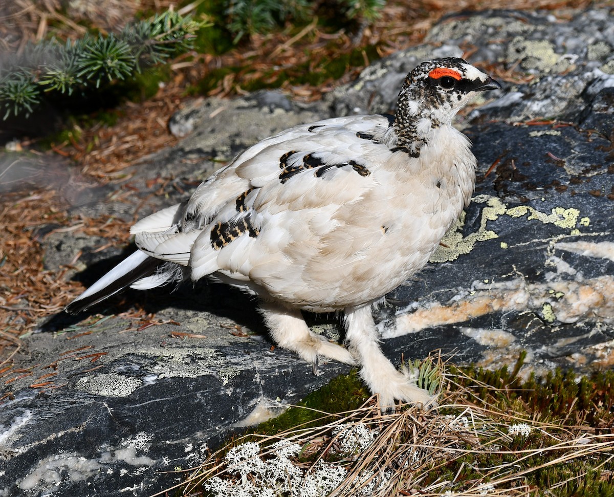 Rock Ptarmigan - ML581061531