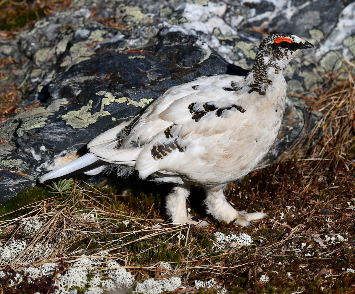 Rock Ptarmigan - ML581061691