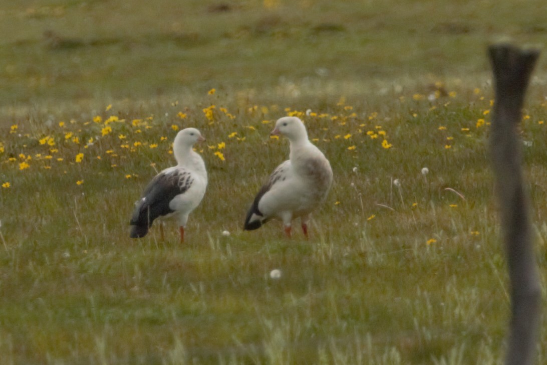 Andean Goose - ML58106201