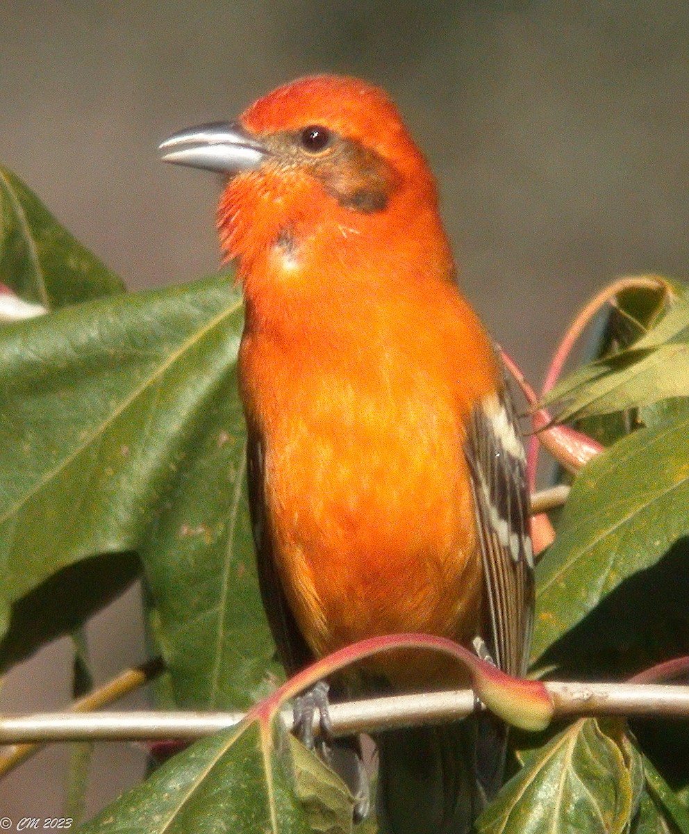 Piranga à dos rayé - ML581062141