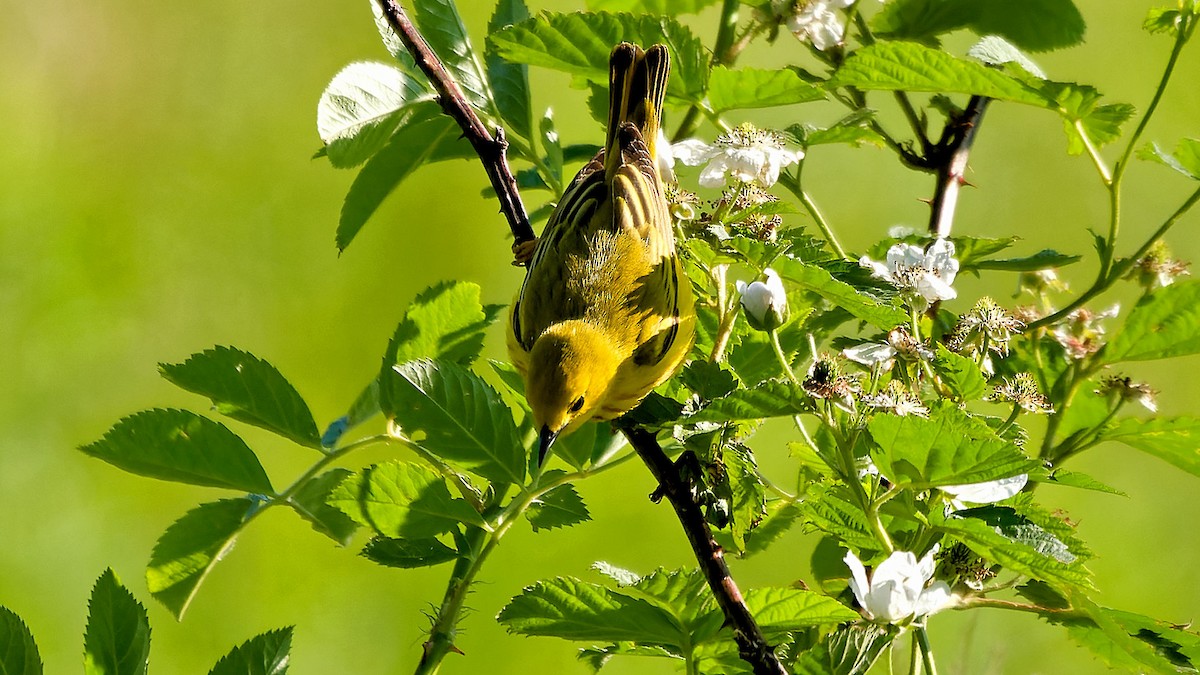Yellow Warbler - ML581063561