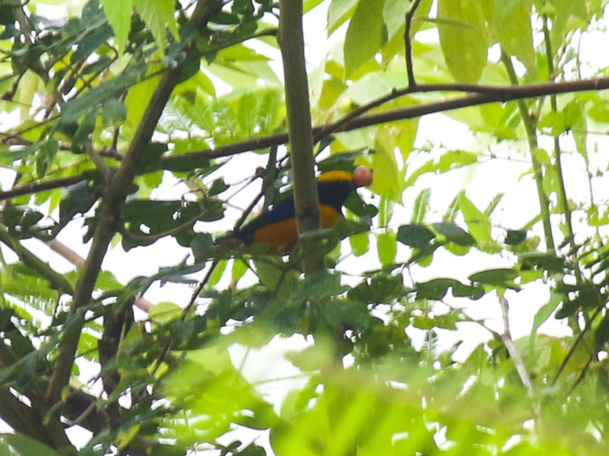 Orange-crowned Euphonia - ML58106411