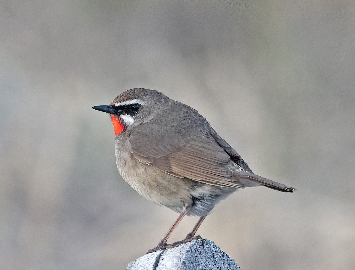 Siberian Rubythroat - ML581065371