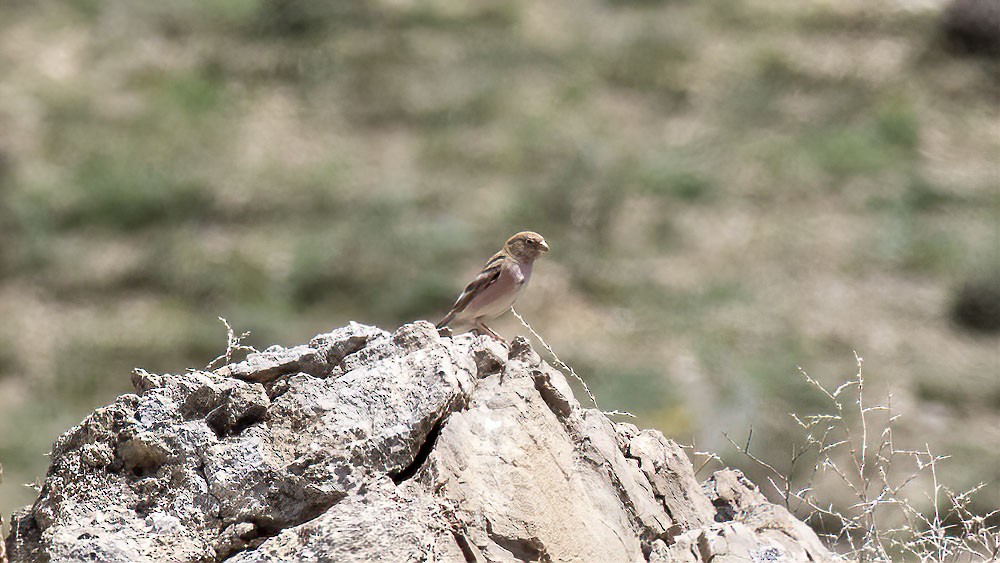 Mongolian Finch - ML581065461