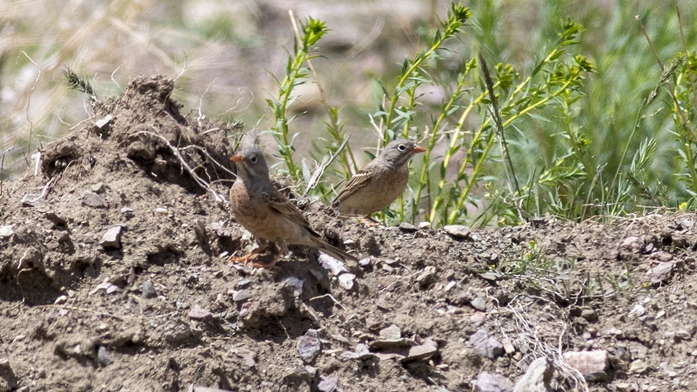 Gray-necked Bunting - ML581065571