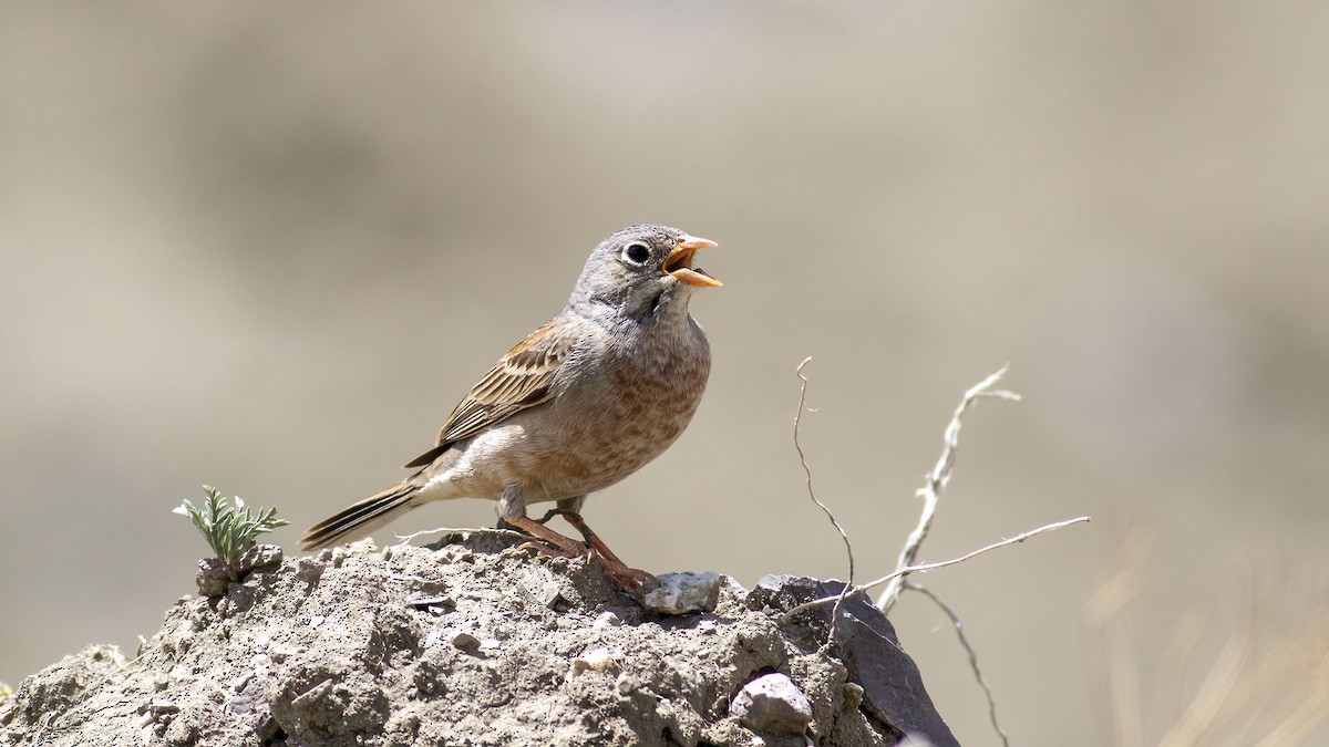 Gray-necked Bunting - ML581065591