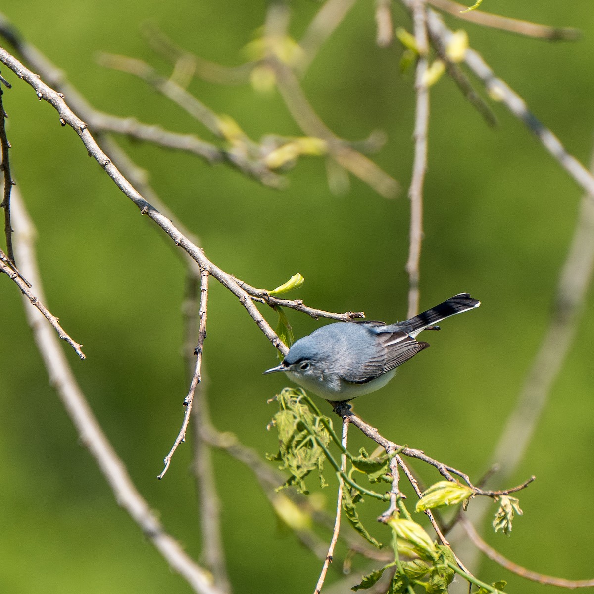 nordmyggsmett - ML581066271