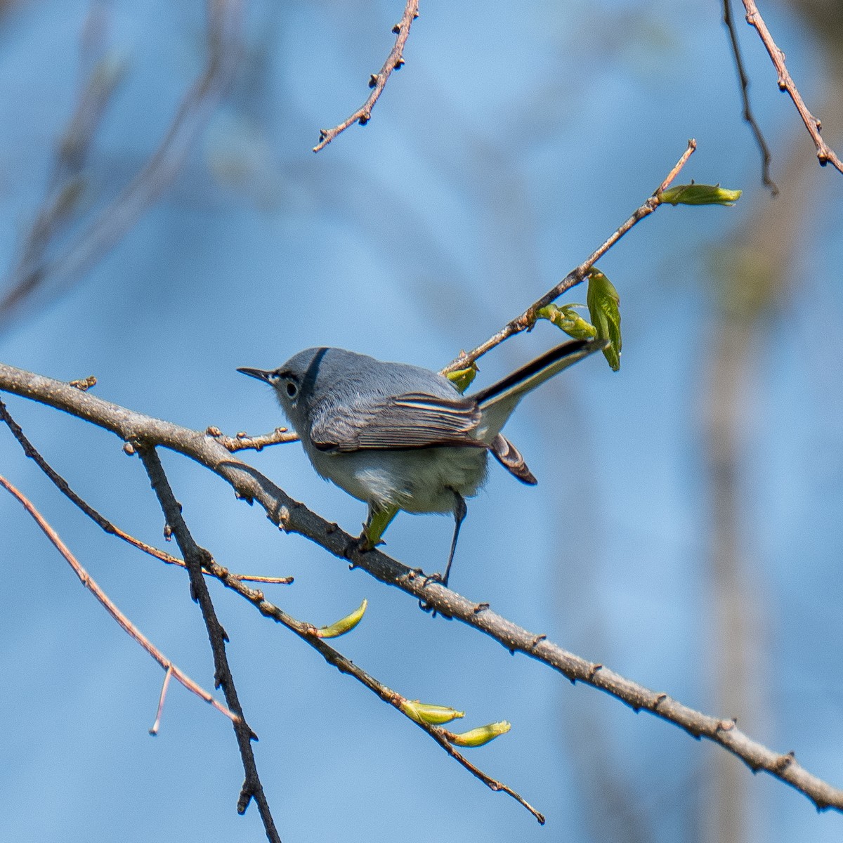 nordmyggsmett - ML581066281