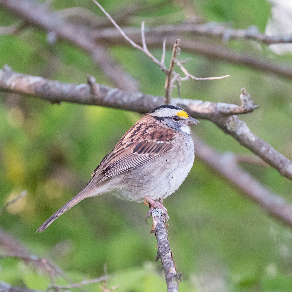 White-throated Sparrow - ML581066951