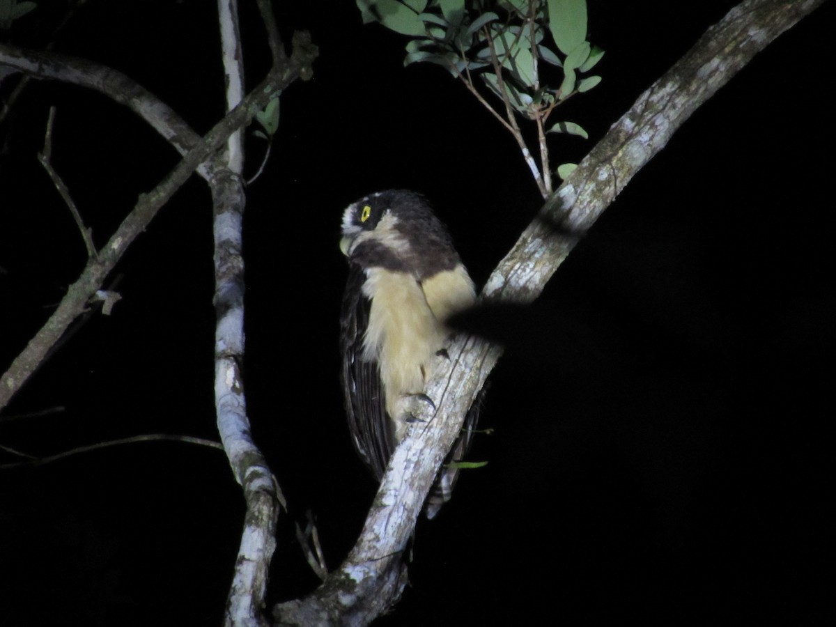 Spectacled Owl - Lia Kajiki