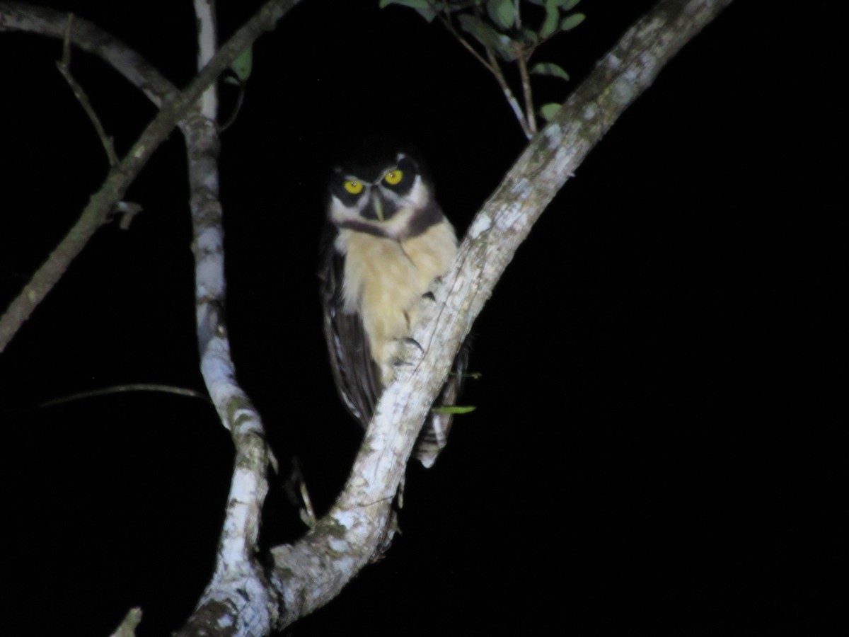 Spectacled Owl - Lia Kajiki