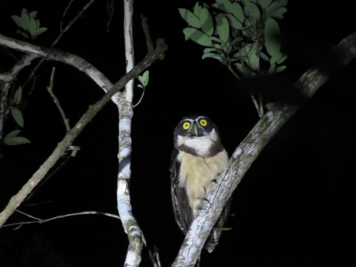 Spectacled Owl - Lia Kajiki