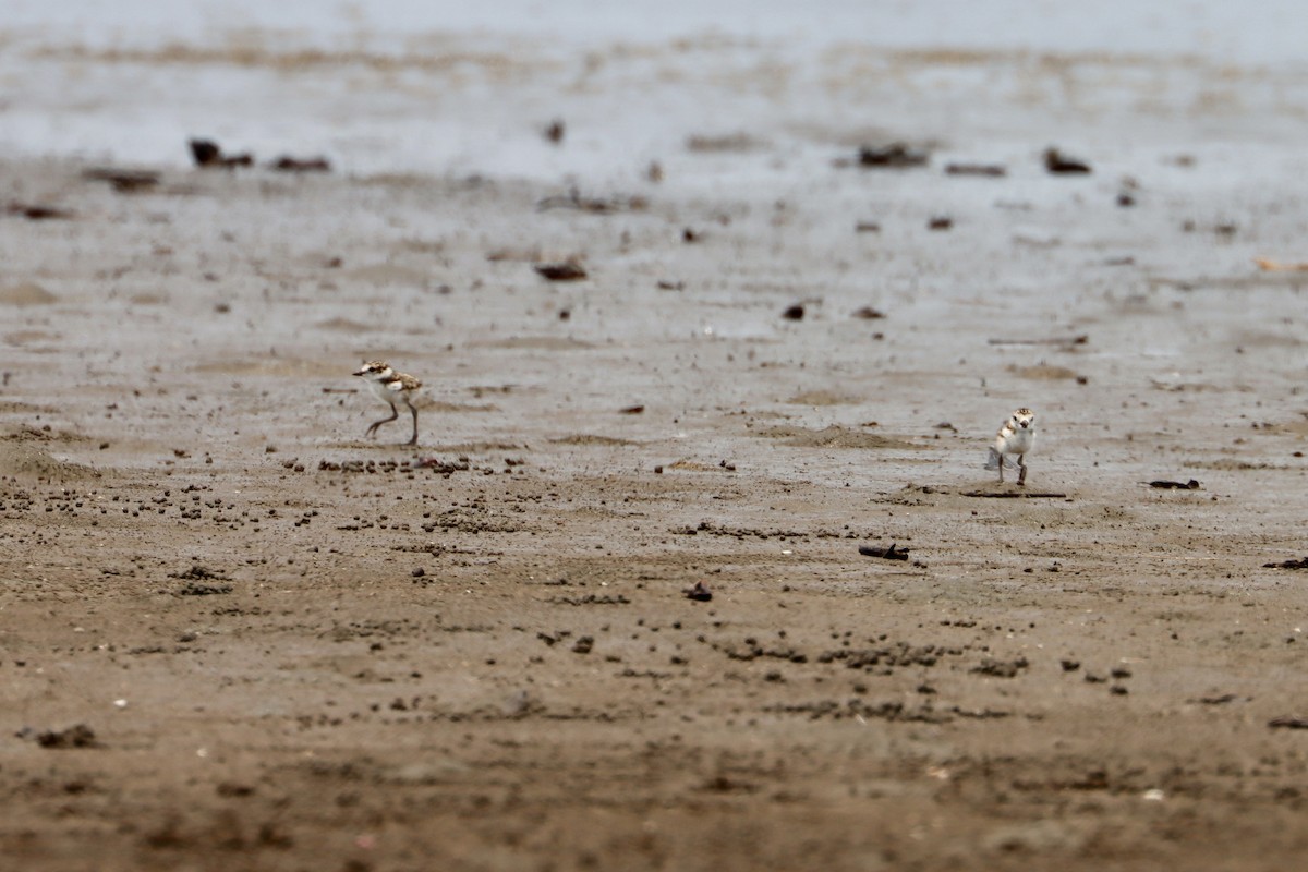 Wilson's Plover - ML581067431