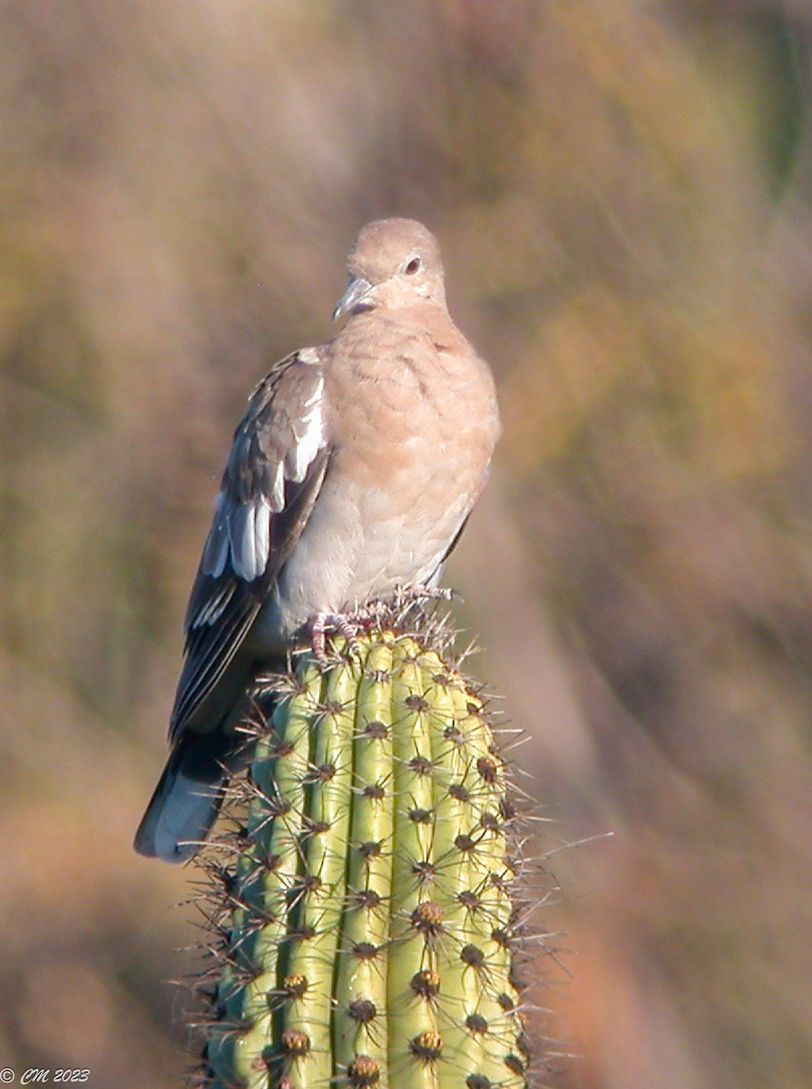 White-winged Dove - ML581067751