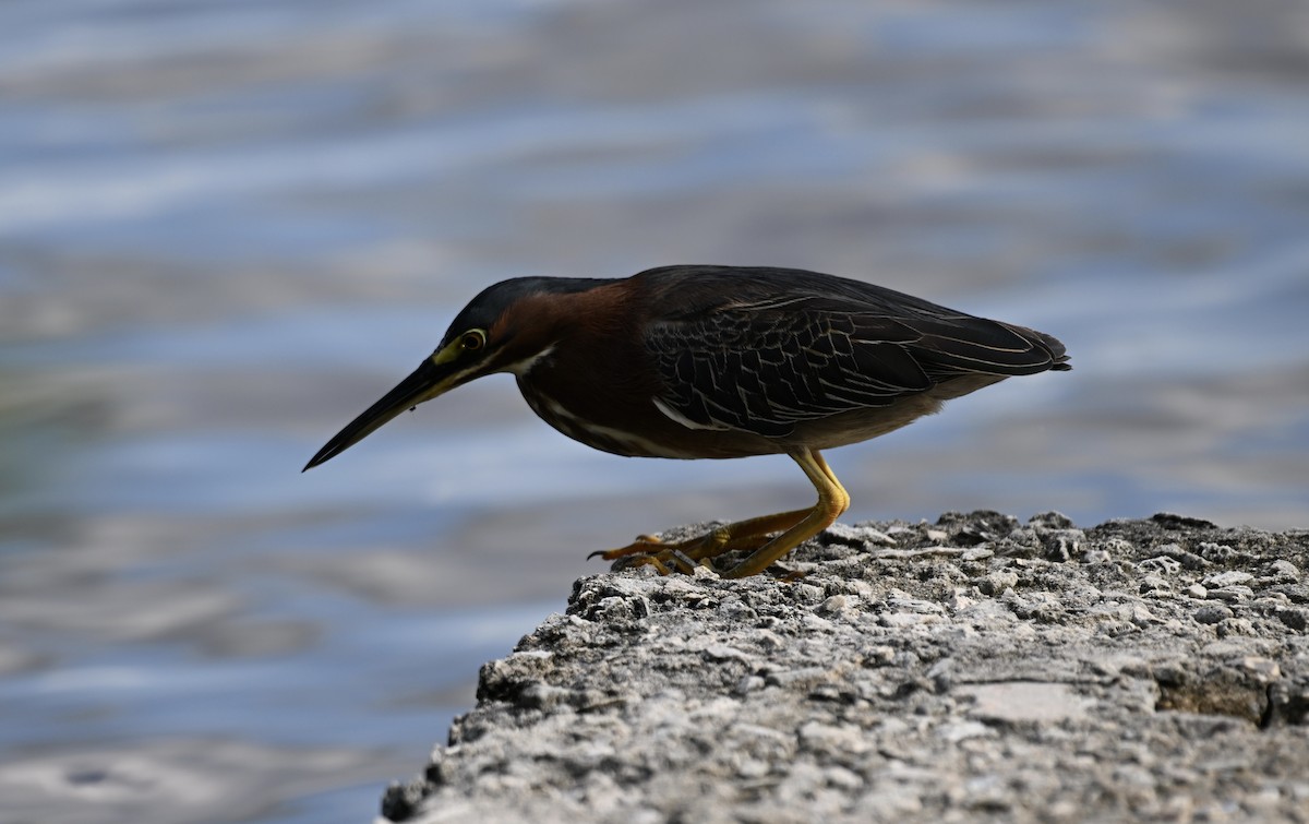 Green Heron - ML581067801