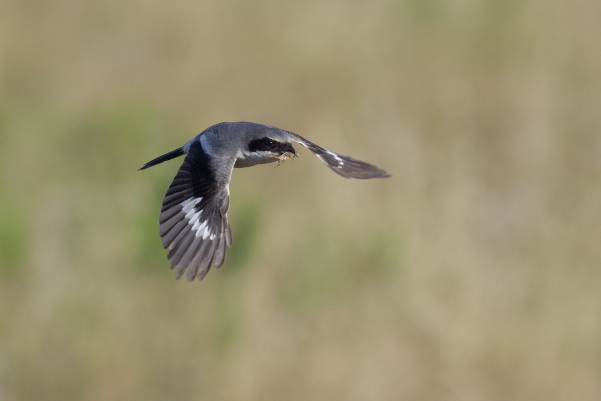 Loggerhead Shrike - Nicole Desnoyers