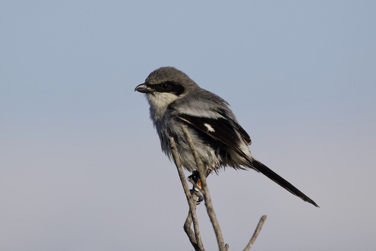 Loggerhead Shrike - ML581068061