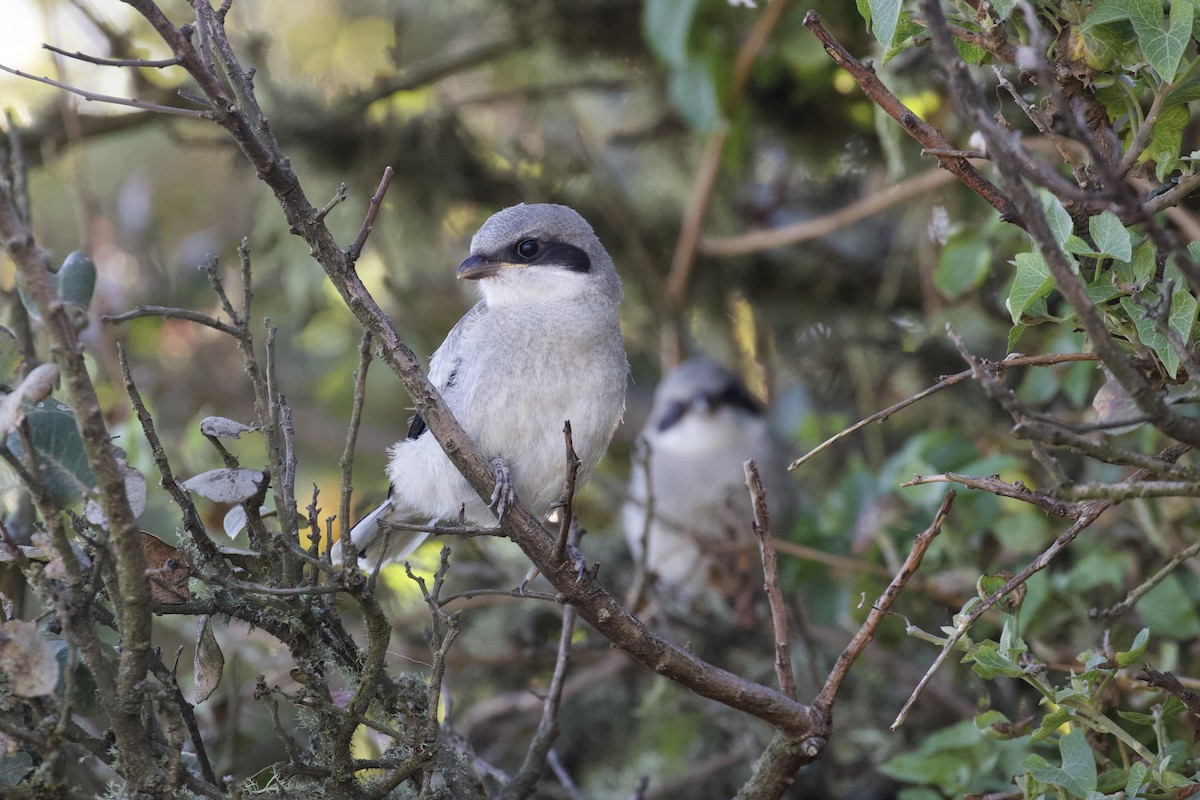 Pie-grièche migratrice - ML581068081