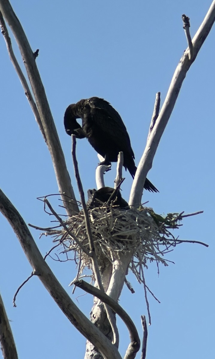 Neotropic Cormorant - ML581068131