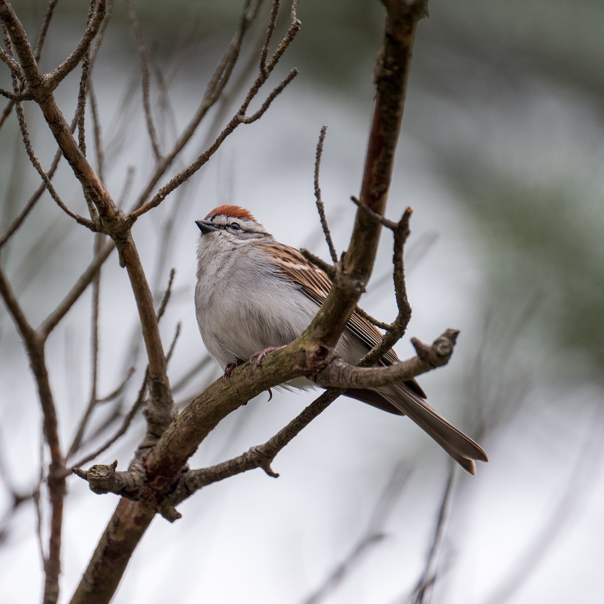 Chipping Sparrow - ML581068421