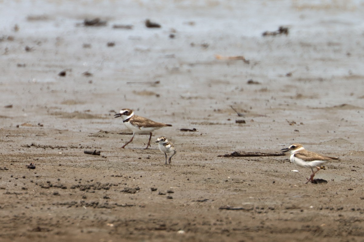 Wilson's Plover - ML581069001