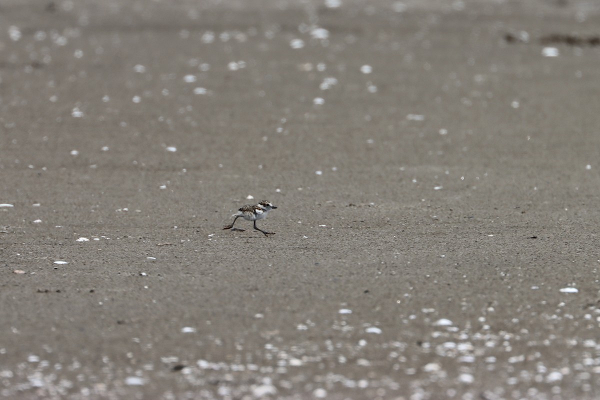 Wilson's Plover - ML581070981