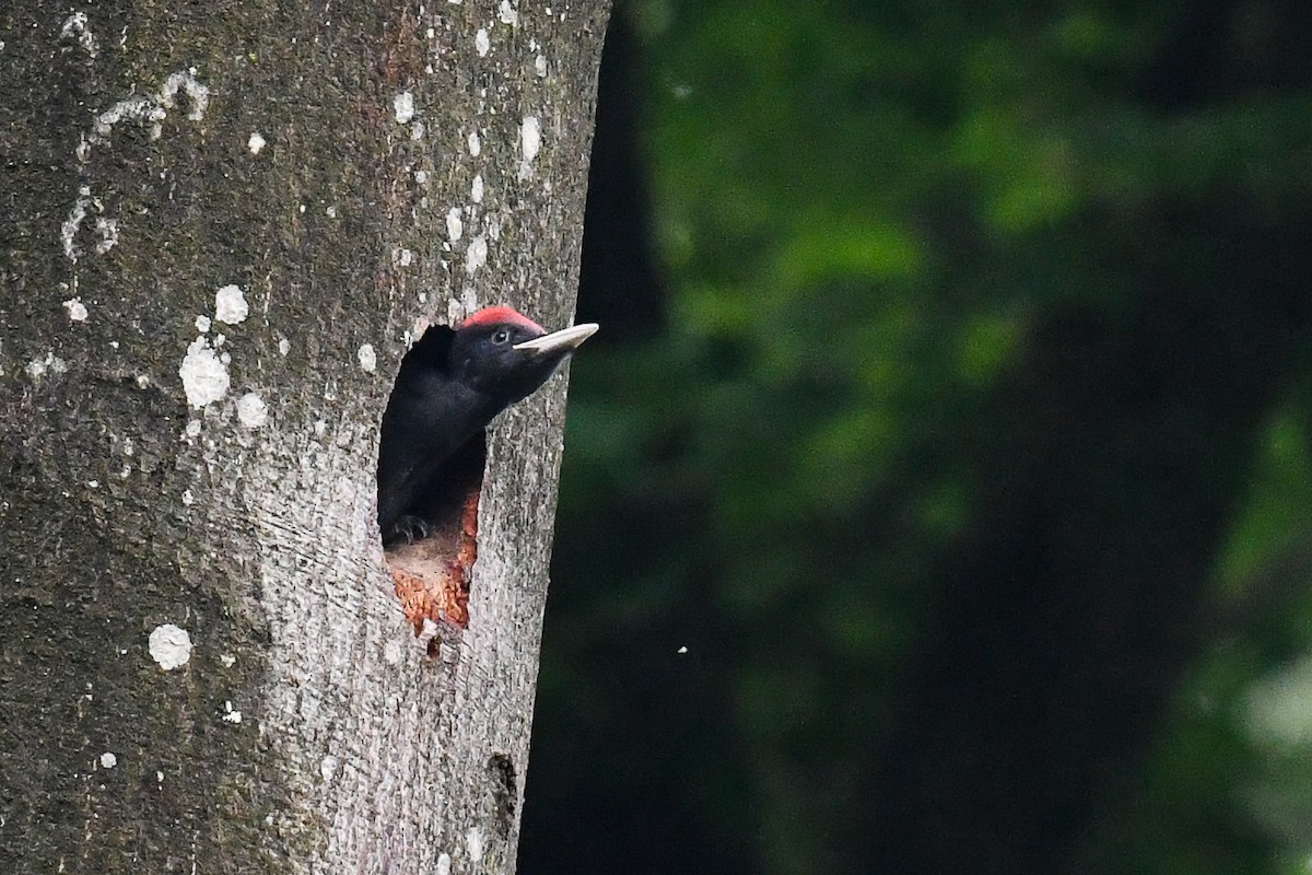 Black Woodpecker - ML581071561