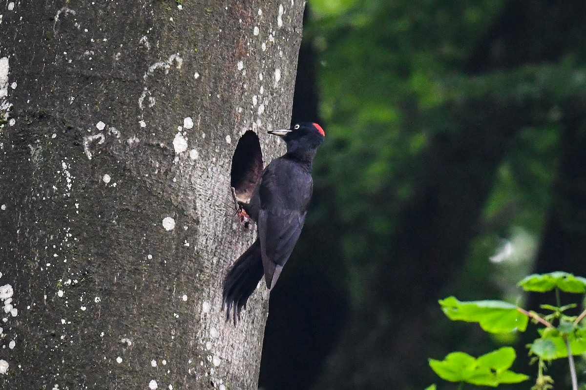 Black Woodpecker - ML581071591