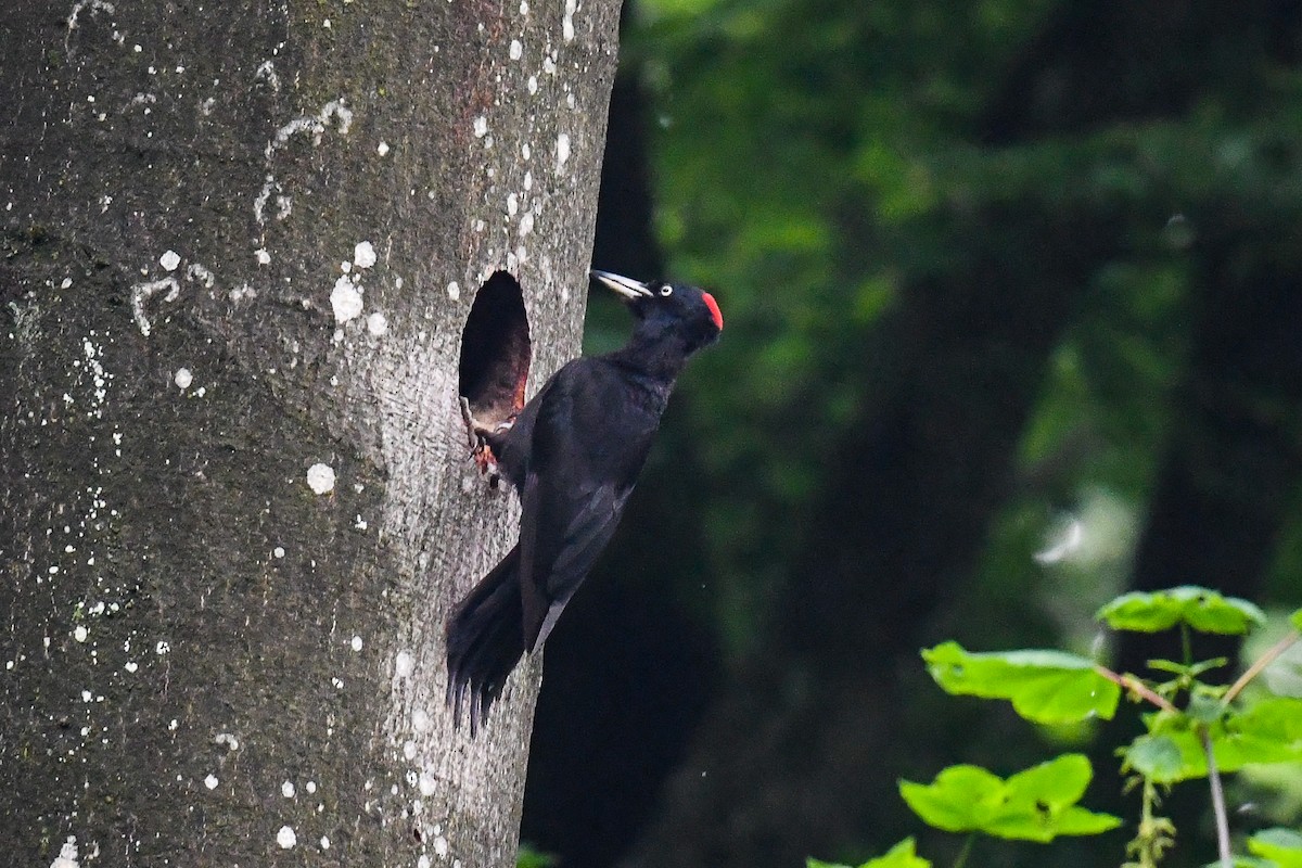 Black Woodpecker - ML581071631