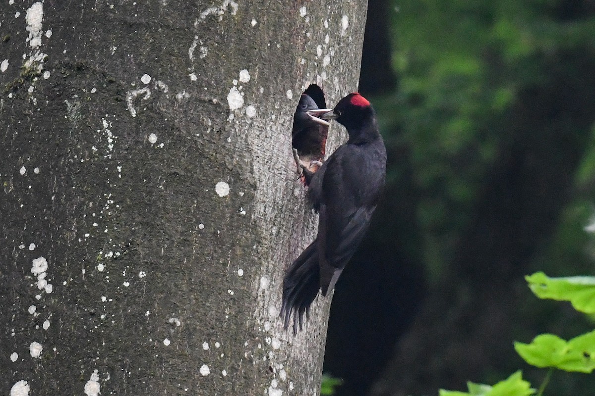 Black Woodpecker - ML581071641