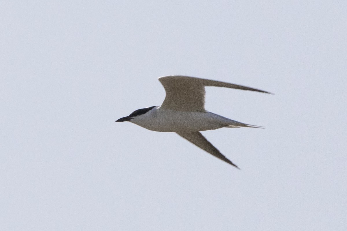 Gull-billed Tern - ML581071731