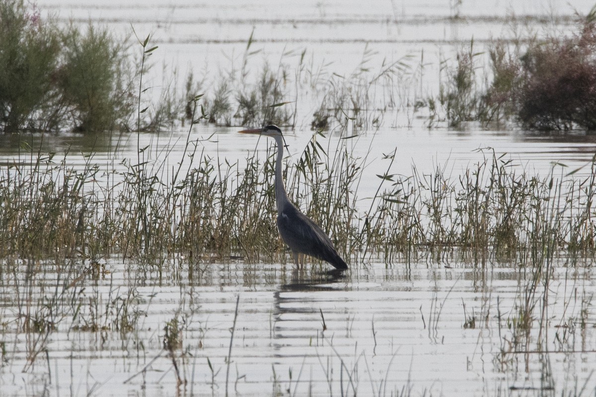 Gray Heron - ML581072001