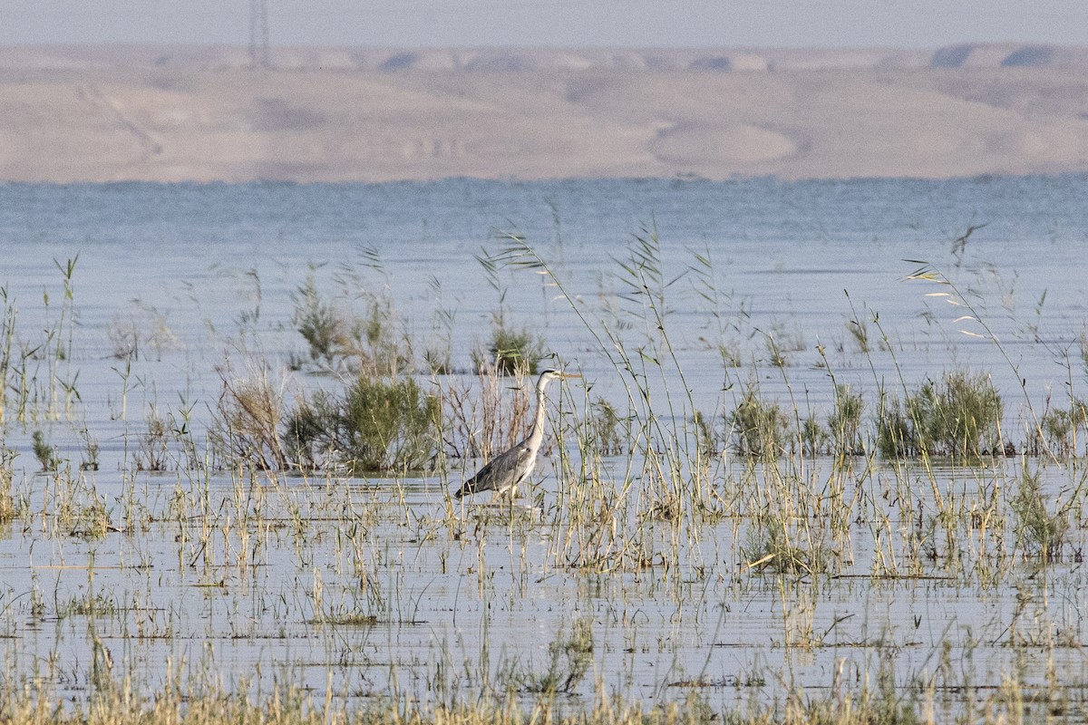 Gray Heron - ML581072021