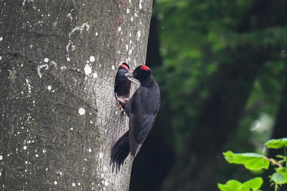 Black Woodpecker - ML581072341