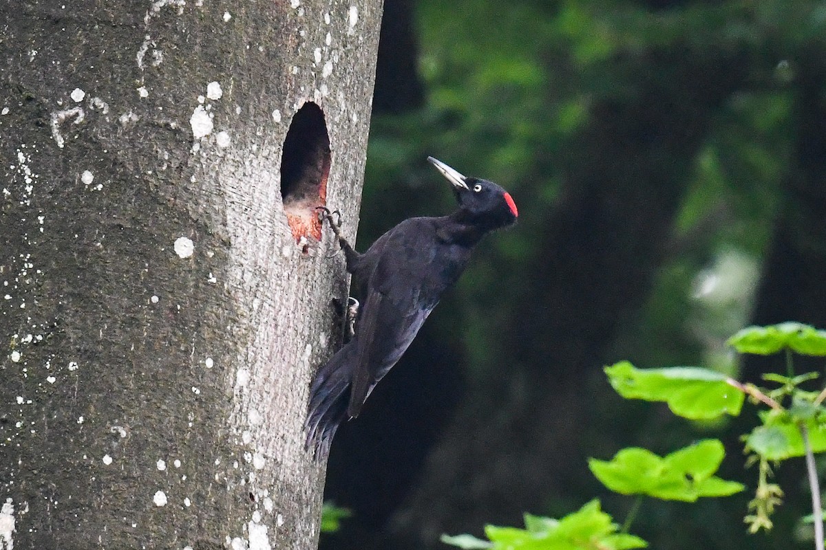 Black Woodpecker - ML581072361