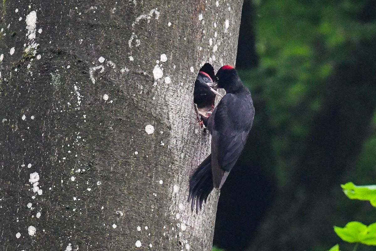 Black Woodpecker - ML581072451