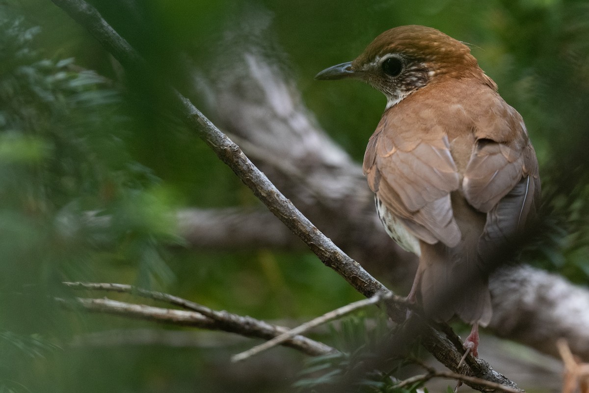 Wood Thrush - ML581072491