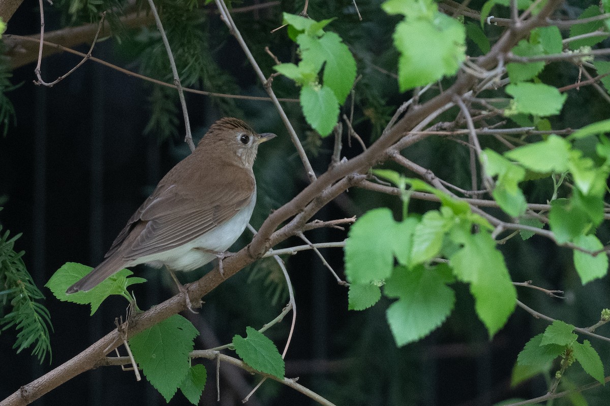 Veery - ML581072541