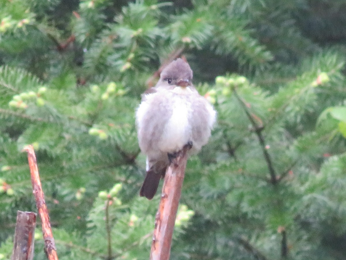 Moucherolle à côtés olive - ML581072681
