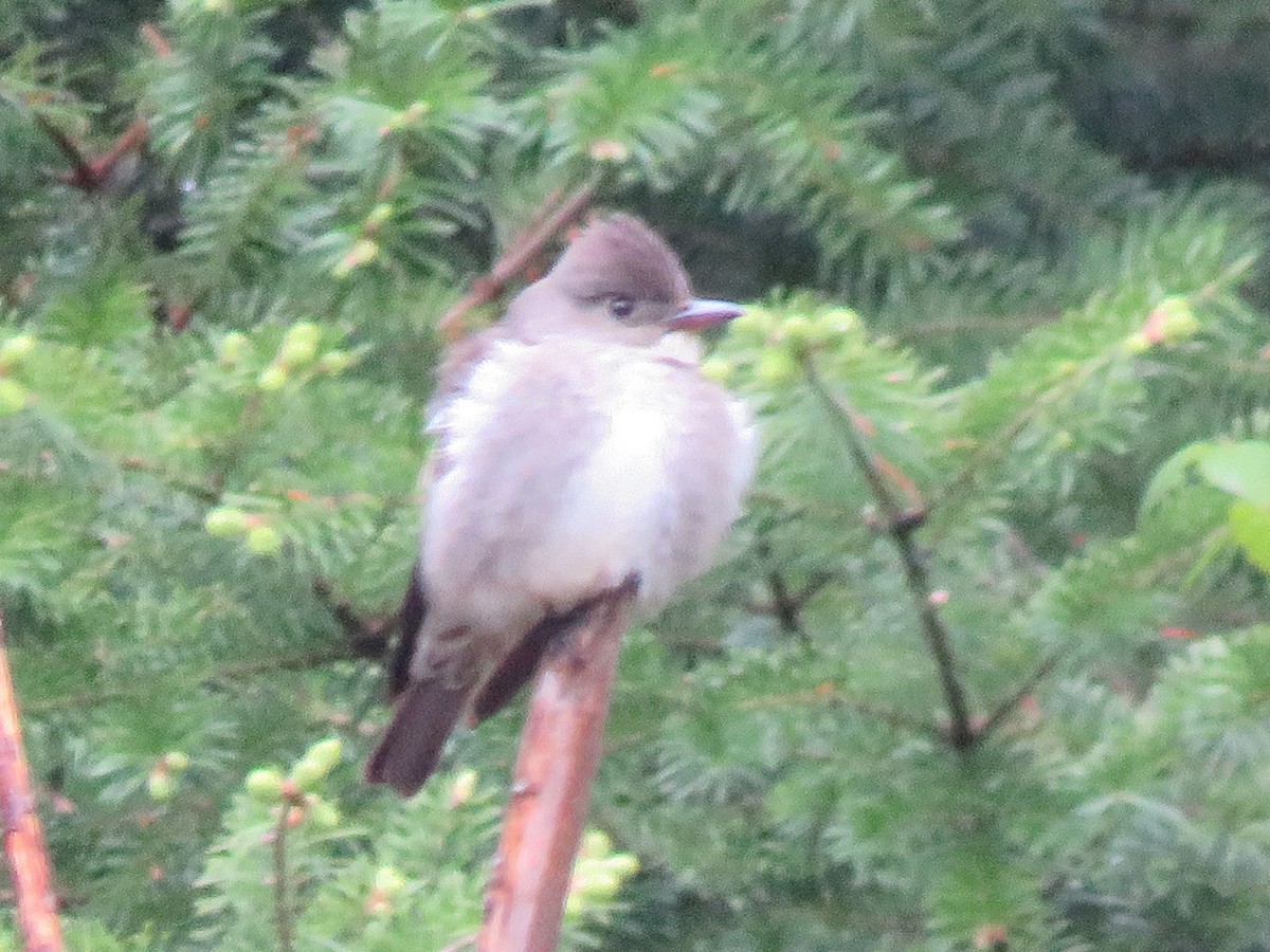 Moucherolle à côtés olive - ML581072691